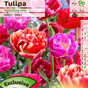 tulipe doubles tardives en melange